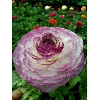 Củ Giống Hoa Mao Lương (Hoa Tết)