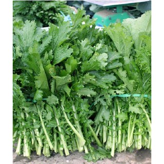 20Gr Hạt giống rau cải mèo