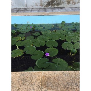 [RẺ VÔ ĐỊCH] CÂY HOA SÚNG THÁI LAN ĐỎ KÉP WANVISA