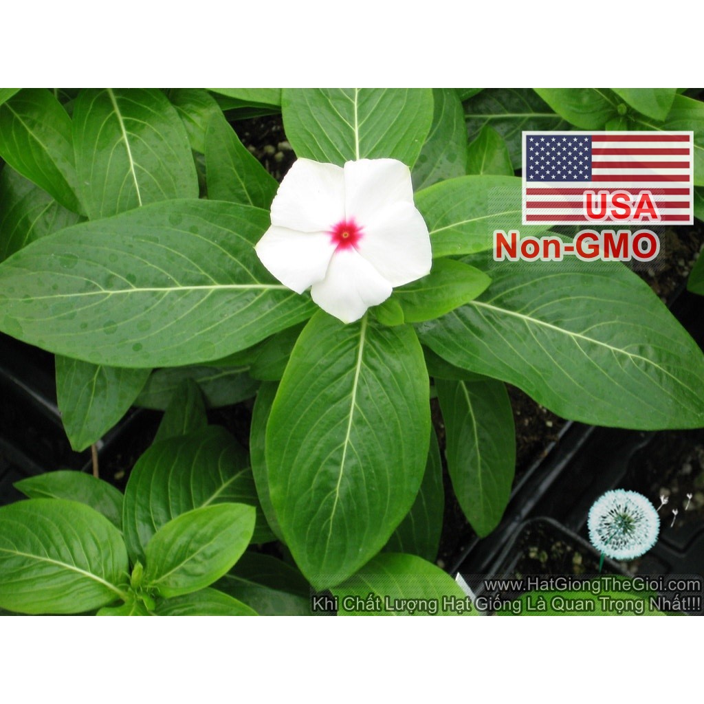 50h Hạt Giống Hoa Dừa Cạn Lùn Trắng Mắt Đỏ