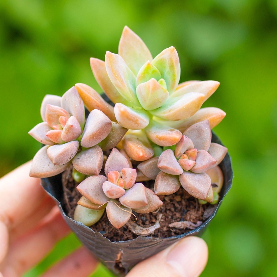 Sen đá đỏ lá dài 5-7cm - Vườn sen đá