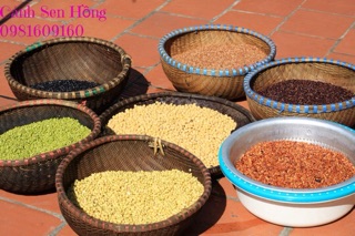 BỘT ĐẬU MẦM HỮU CƠ