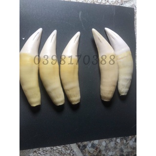 Nanh hổ giả N02