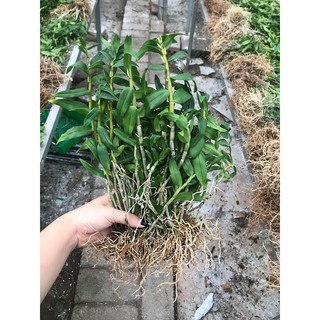 Hoa lan thạch hộc tía 200gram 99k