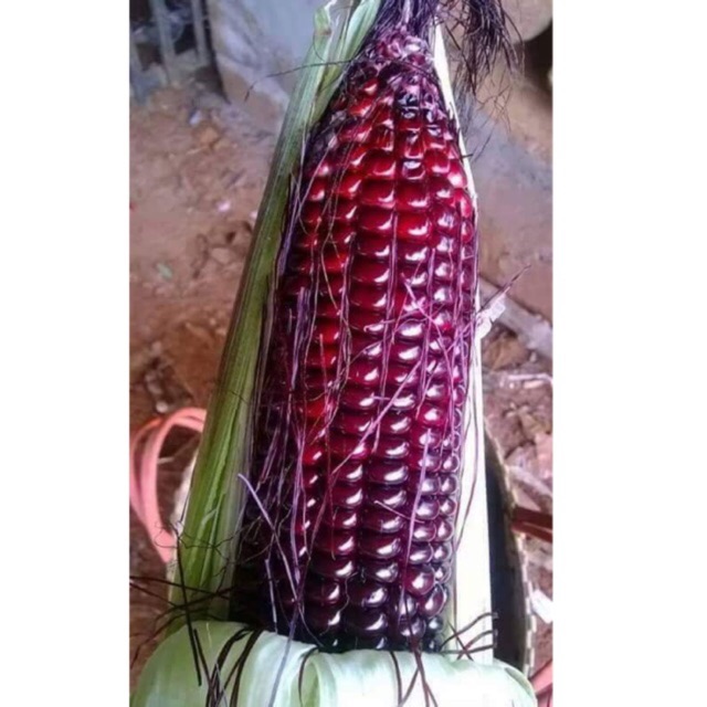 Hạt giống bắp tím, bắp thảo dược, bắp ngô tím