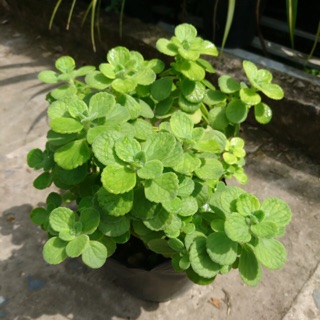 Cây nhất mạt hương / sen thơm- Trang trí sân vườn- Decor- Phong thuỷ- Cây hoa kiểng Đồng Tháp