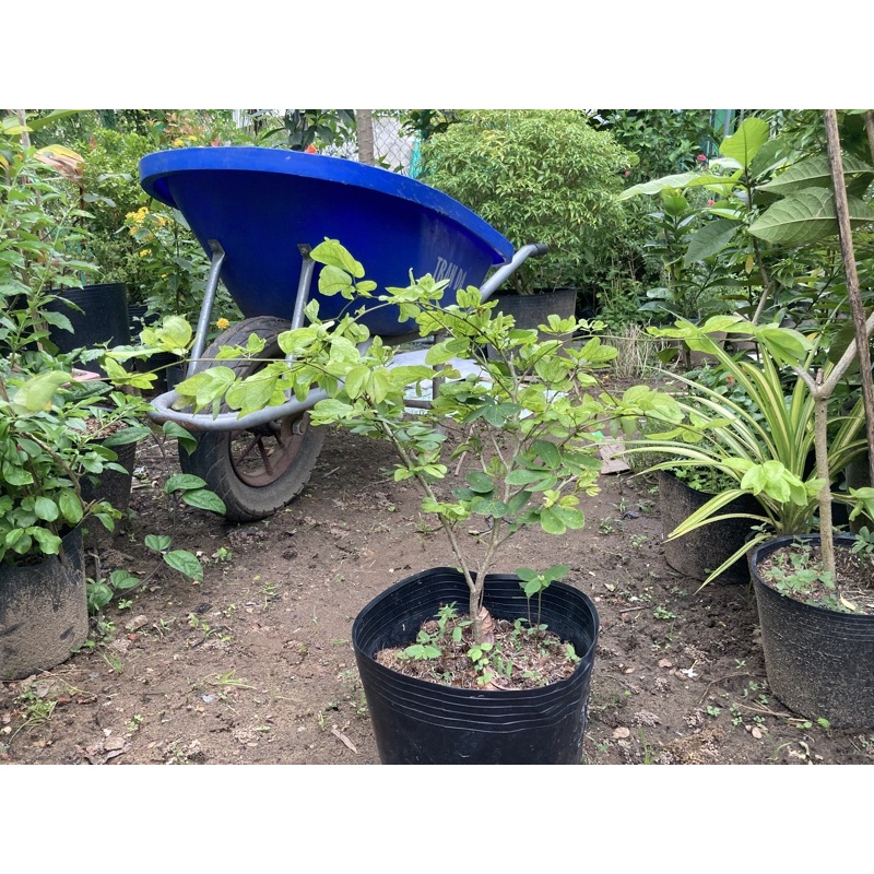 Kiều hùng và lài trà