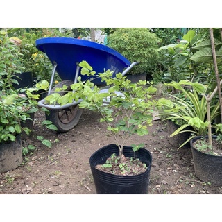 Kiều hùng và lài trà
