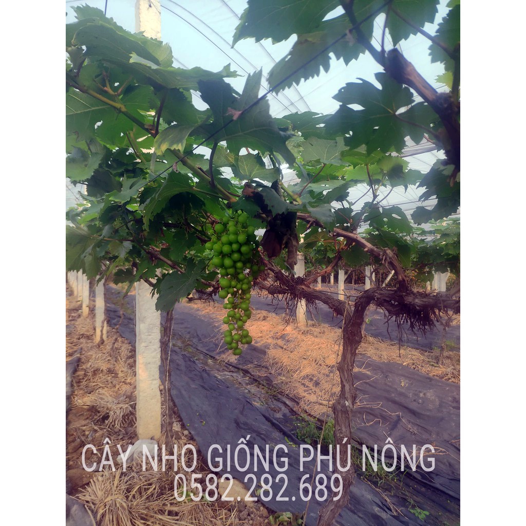 CÂY NHO GIỐNG HẠ ĐEN (Black Summer) HÀNG NHẬP KHẨU, Bảo hành 1 đổi 1, mua 3 cây được tặng 1 kéo tỉa cành