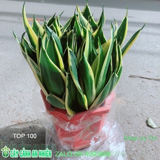 Lưỡi hổ thái xanh size lớn