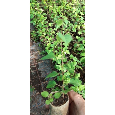 3 bầu cây giống lá giang