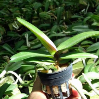 2 cây lan ngọc điểm
