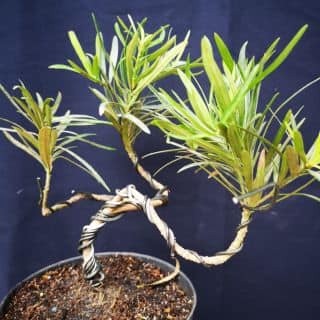 COMBO 10 CÂY TÙNG LA HÁN GIỐNG  GIEO HẠT , cây đẹp giá rẻ, cam kết chất lượng