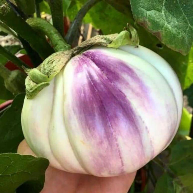 hạt giống cà tím ý ROSA
