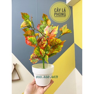 cây giả- Cây lá phong kèm chậu