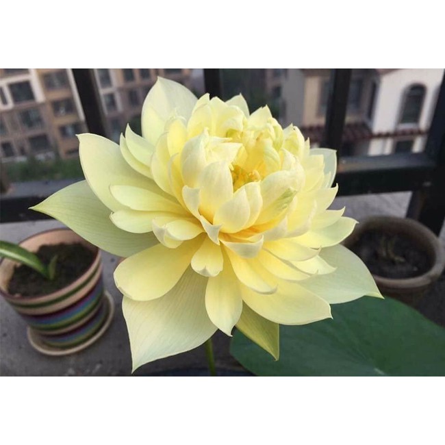 5h hạt giống sen bách diệp - Mix màu ( Nelumbonaceae )