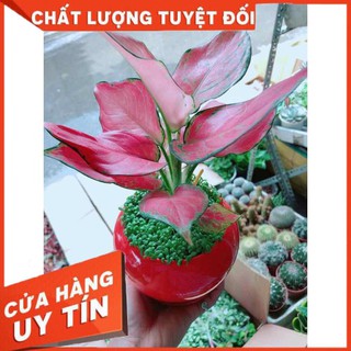 Chậu vạn lộc đỏ nhiều người mua