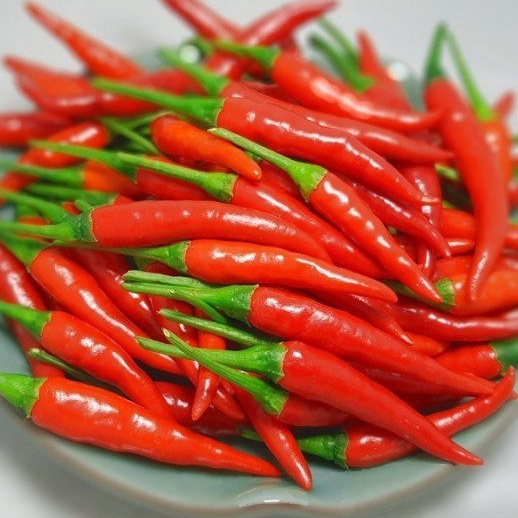 30h Hạt giống ớt chỉ thiên siêu cay
