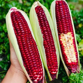 5gram HẠT GIỐNG BẮP TÍM NỮ HOÀNG GÓI