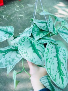 TRẦU BÀ PHÁP CHẬU GÁO DỪA