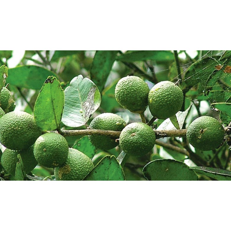 1kg Cây Quýt Gai khô trị suy thận