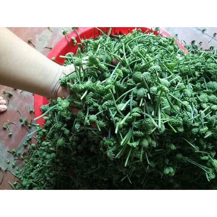 Nụ hoa tam thất 500g dạng tấm