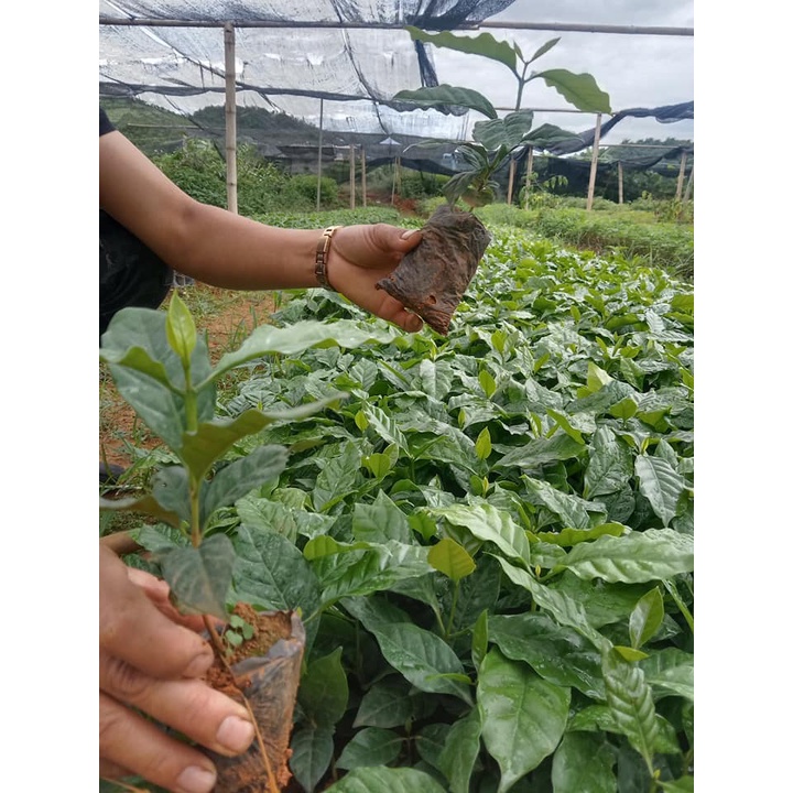 Cây cà phê giống cấy mô phù hợp mọi loại đất