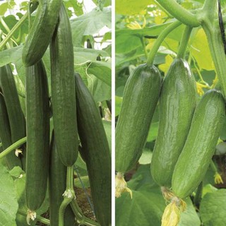HẠT GIỐNG DƯA CHUỘT CHÙM