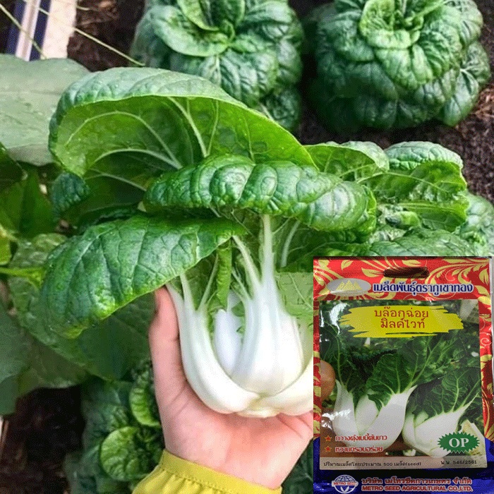 Hạt giống cải siro ngọt