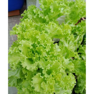 5gr - HẠT GIỐNG RAU XÀ LÁCH  MỠ