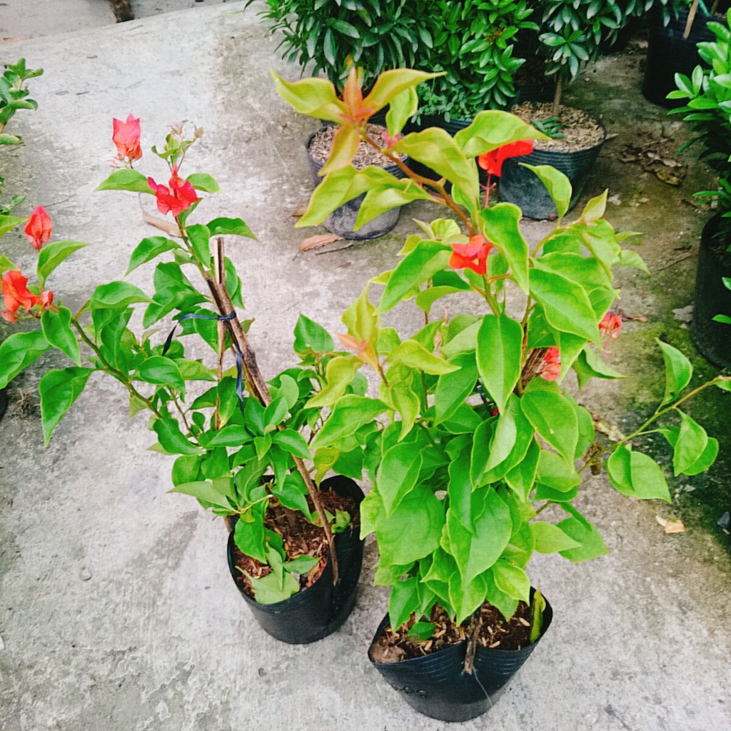 Cây Hoa Giấy Đỏ Lửa - cây cảnh để bàn - caykiengsadec