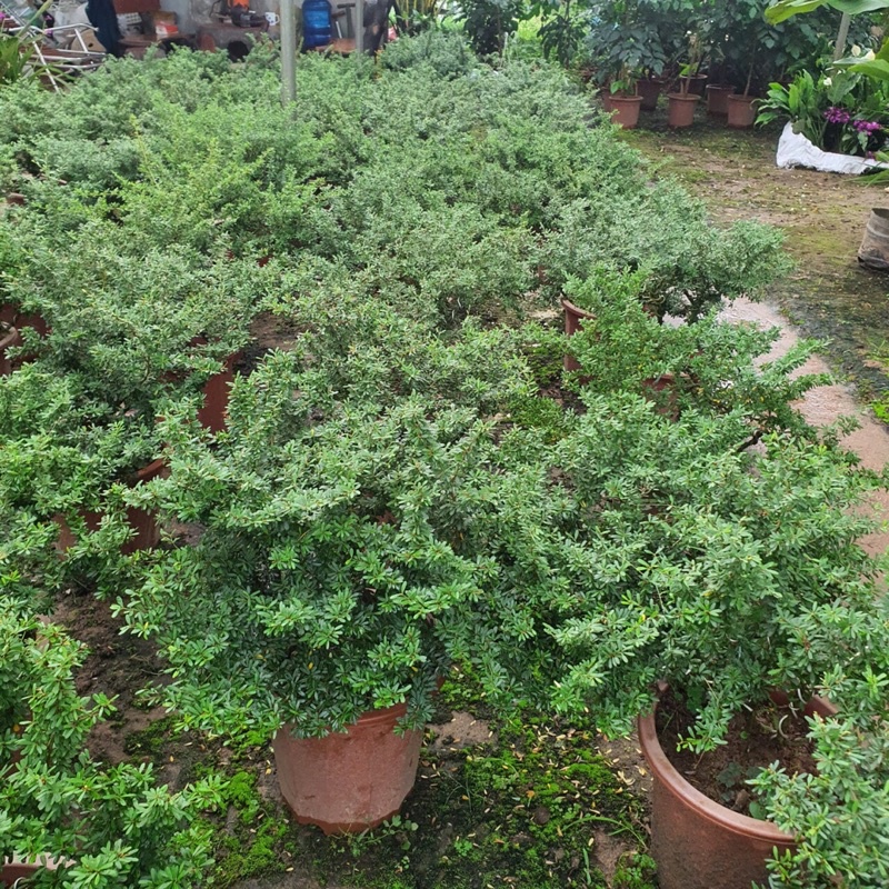 Cây Linh Sam cao 30-40cm