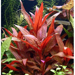 Cây huyết tâm lan- Cây thủy sinh đẹp cho bể thủy sinh