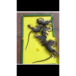 BẪY DÍNH CHUỘT, BẪY CÔN TRÙNG MOUSE &amp;RAT GLUE TRAPS SIÊU DÍNH, TÁI SỬ DỤNG NHIỀU LẦN 108