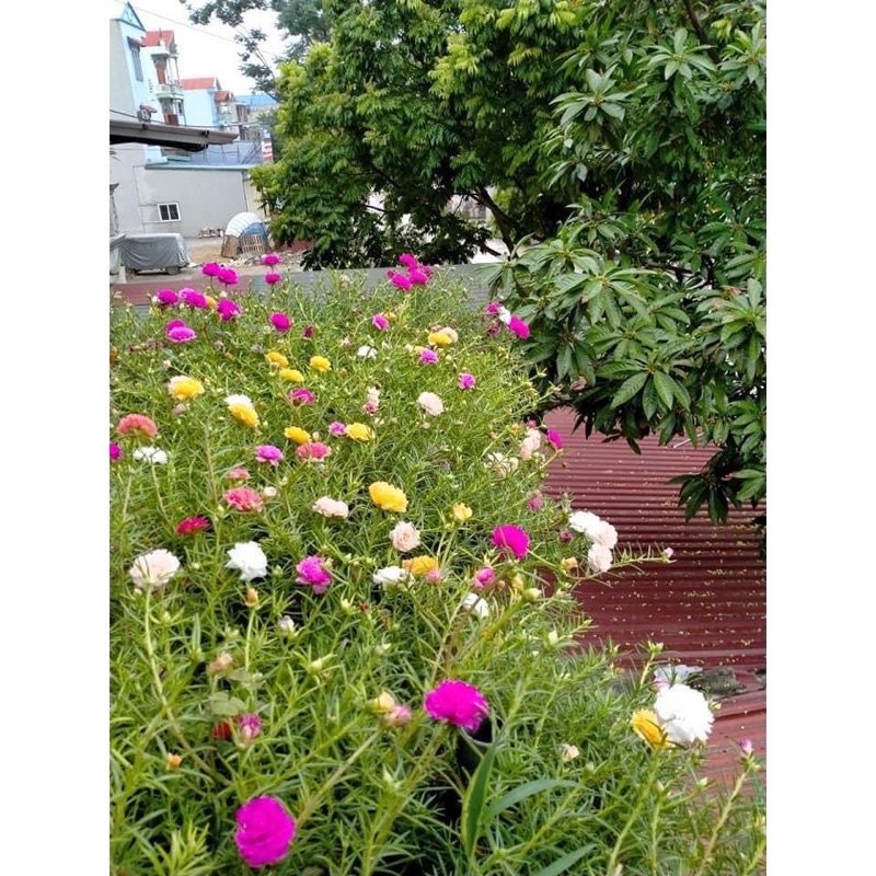 HẠT GIỐNG HOA MƯỜI GIỜ MỸ KÉP MIX MÀU (NK Đức)