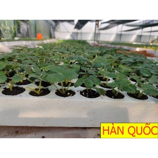 COMBO 5 Cây Dâu Giống Hàn Quốc Nuôi Cấy Mô