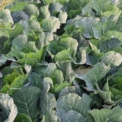 Phân bón lá Siêu tốc 20g, tươi đẹp như mơ, hiệu quả bất ngờ