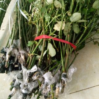 Cành chiết nguyên bản