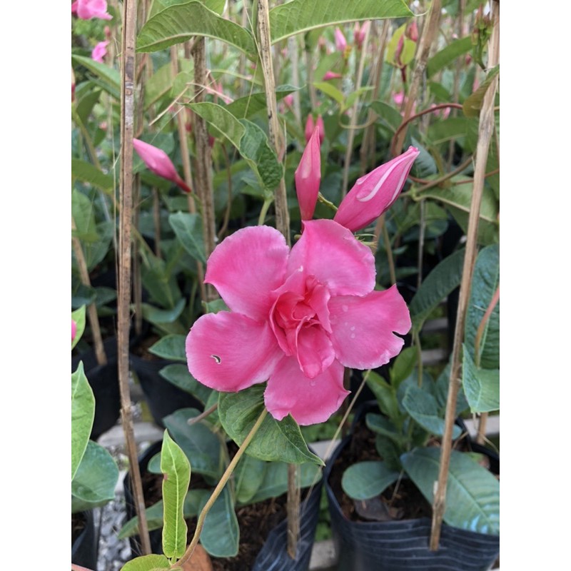 Cây hoa Hồng anh cánh kép leo