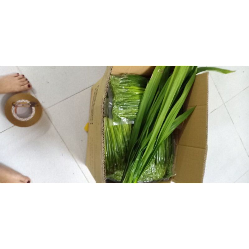 1kg đòng đòng lúa nếp xanh hàng loại 1