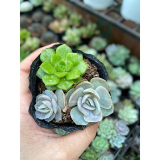 SEN BẦU MIX TỪ 3-4 CÂY