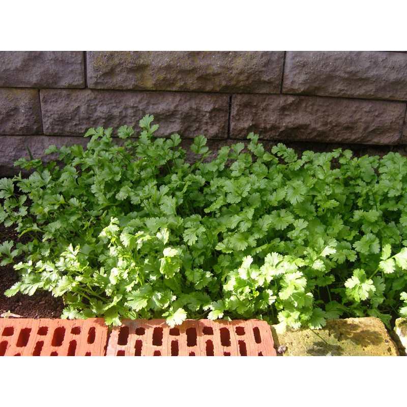 Hạt giống NGÒ RÍ CAO SẢN (GỐC TRẮNG)- oriandrum sativum seeds