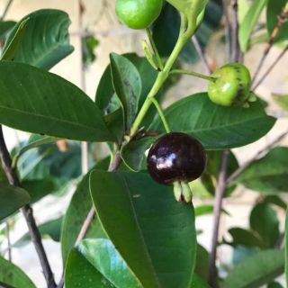 Cây cherry brazil siêu đẹp