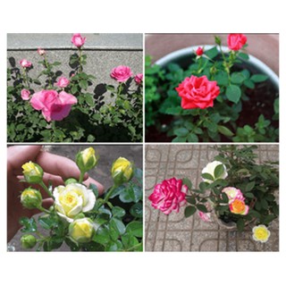 Hạt giống Hoa Hồng Tỉ Muội mix