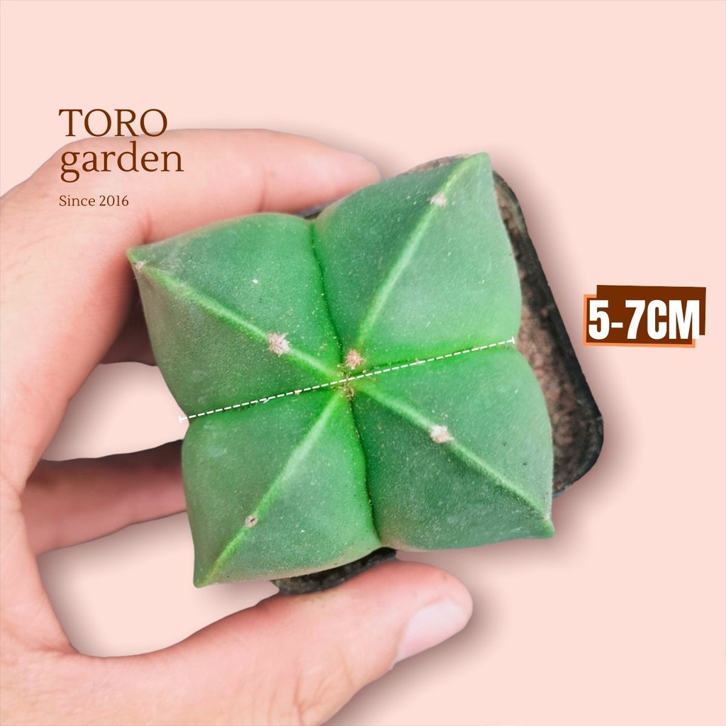 Xương rồng astro Đà Lạt size bé cây cảnh trang trí nhà cửa Toro garden
