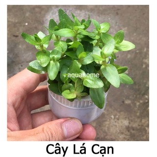 Cây thủy sinh lệ nhi