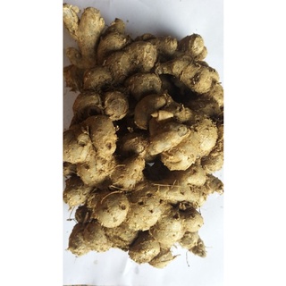 củ ngãi đen to tươi 1kg