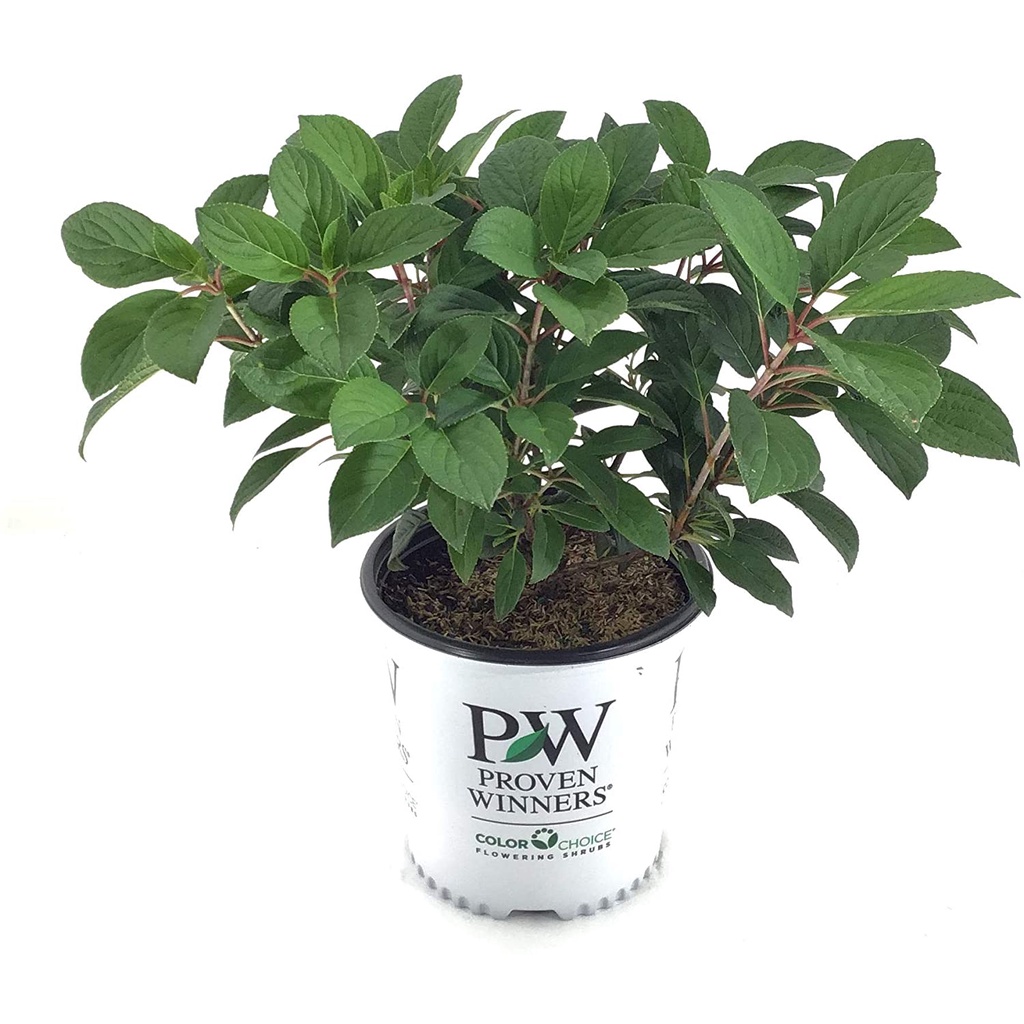 HẠT GIỐNG Hoa cẩm tú cầu Cháy nhanh chóng, 2 Gallon Premier Plant Solutions 19819 Đã được chứng minh Người chiến thắng