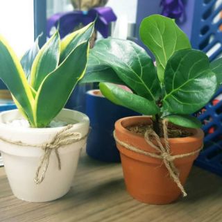 Cây cảnh văn phòng nhỏ