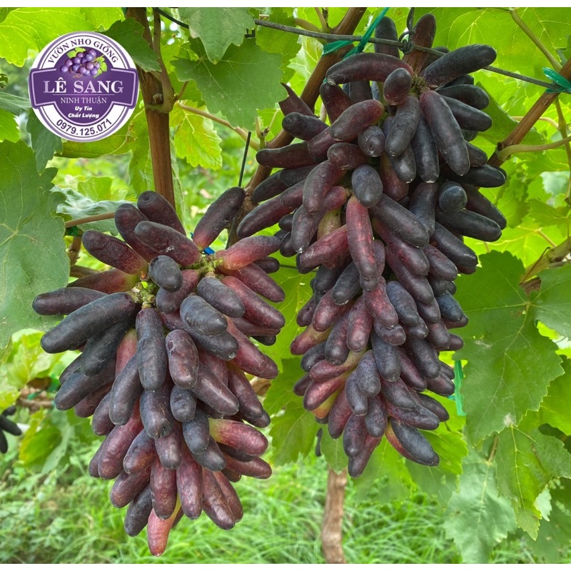Mua Cây Nho Giống Ngón Tay Đen Không Hạt ( Giống Mới 2022 ). giá rẻ ...